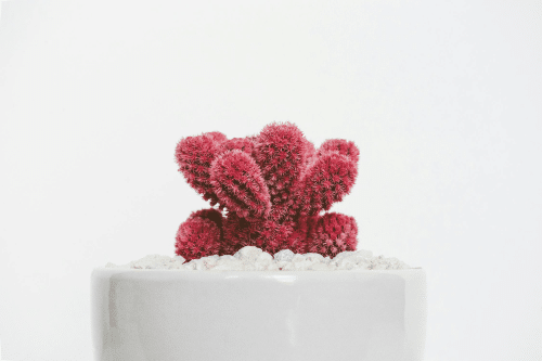 minimalism in life